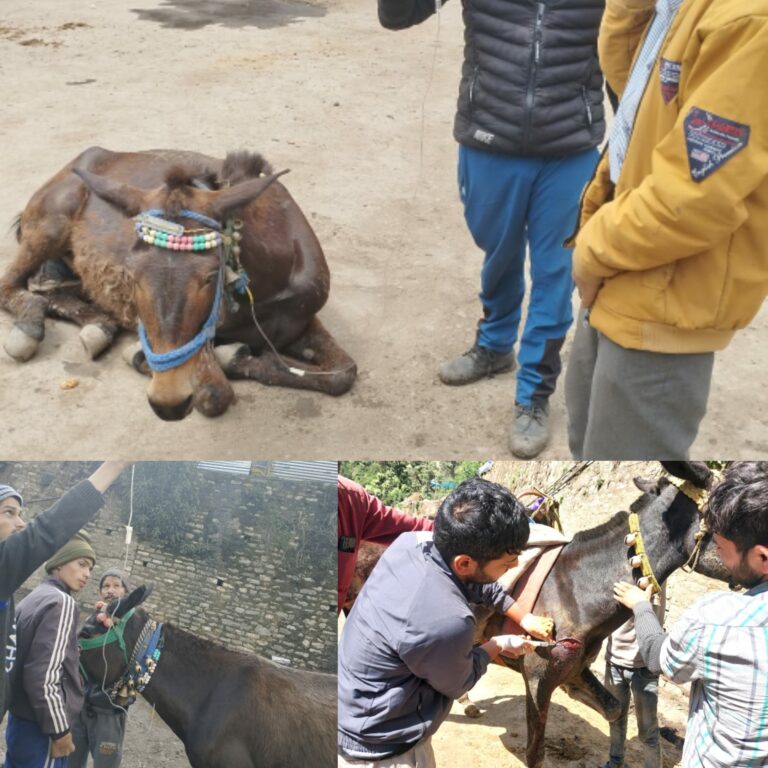 जिलाधिकारी मयूर दीक्षित द्वारा इस संबंध में पूर्व में ही पशुपालन विभाग को आवश्यक दिशा-निर्देश दिए गए हैं की श्री केदारनाथ यात्रा मार्ग में संचालित हो रहे घोड़े-खच्चरों के साथ किसी प्रकार से कोई पशु क्रूरता न हो तथा बीमार एवं कमजोर घोड़े-खच्चरों का संचालन यात्रा मार्ग में किसी भी दशा में न हो तथा घोड़े-खच्चरों को गरम पानी उपलब्ध कराने एवं उनकी निरंतर निगरानी करने के लिए |
